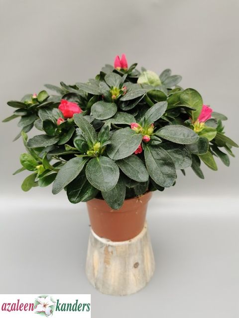 Rhododendron 'Nordlicht'