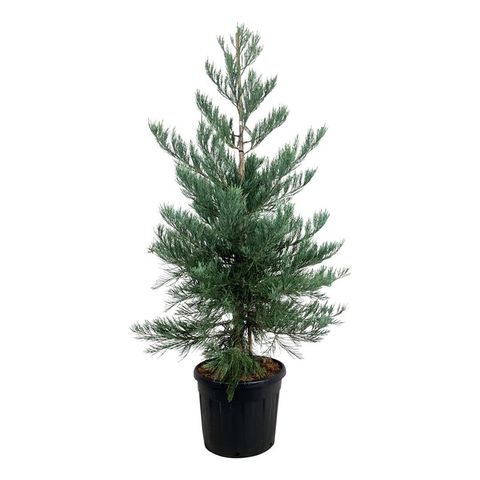 Sequoiadendron giganteum 'Powdered Blue'