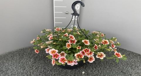 Calibrachoa CALITASTIC CAPPUCCINO