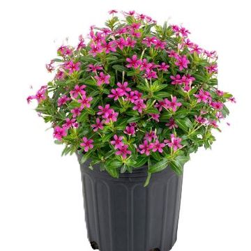 Catharanthus roseus SOIREE KAWAII VERMILLION RED