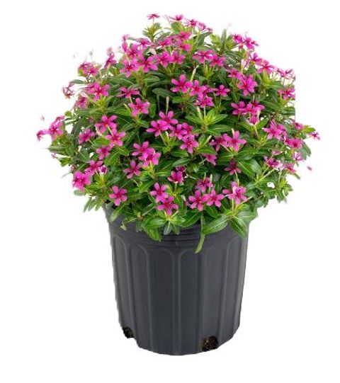 Catharanthus roseus SOIREE KAWAII VERMILLION RED