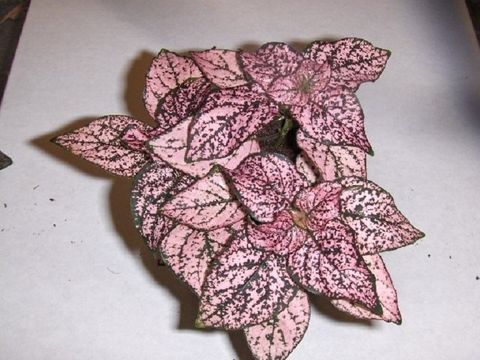 Hypoestes phyllostachya 'Pronto Pink'