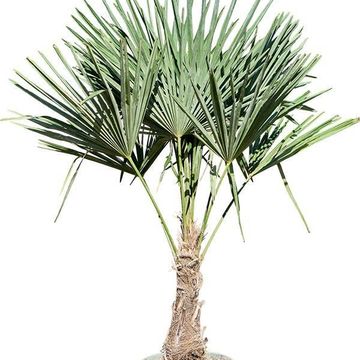 Trachycarpus fortunei