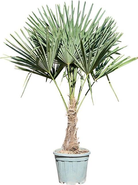 Trachycarpus fortunei