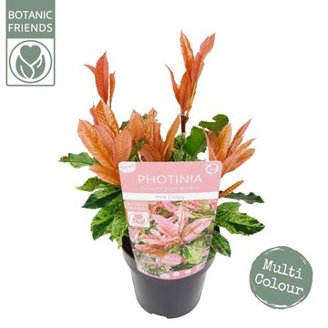 Photinia serratifolia PINK CRISPY