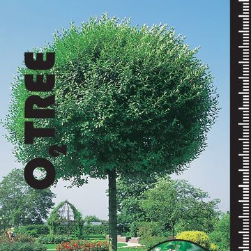 Prunus x eminens 'Umbraculifera'