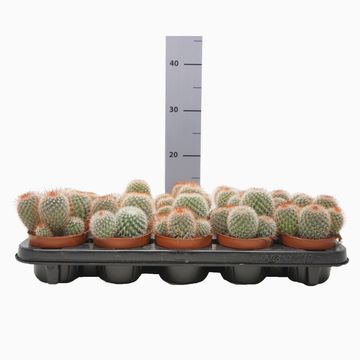 Mammillaria spinosissima