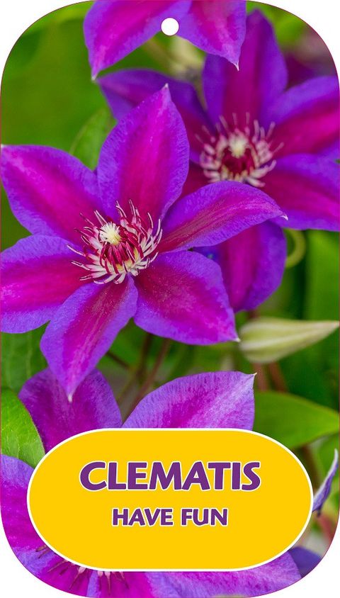 Clematis HAVE FUN