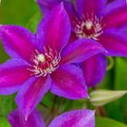 Clematis HAVE FUN