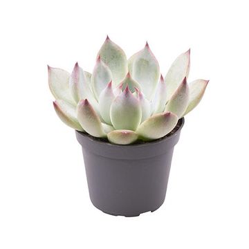 Echeveria parva