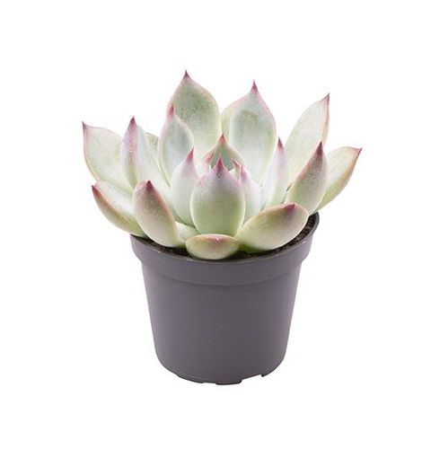 Echeveria parva