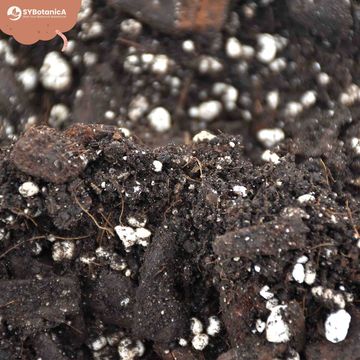 Substrates ANTHURIUM MIX