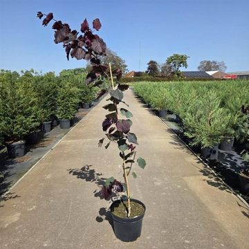 Cercis canadensis 'Forest Pansy'