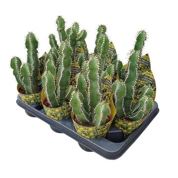 Euphorbia polyacantha