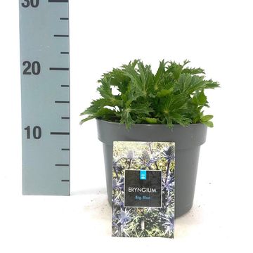 Eryngium x zabelii 'Big Blue'