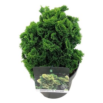 Chamaecyparis obtusa 'Nana Aurea'
