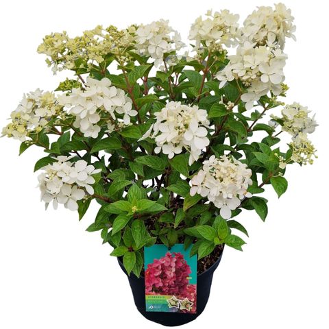 Hydrangea paniculata PETITE STAR