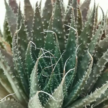 Aloe aristata