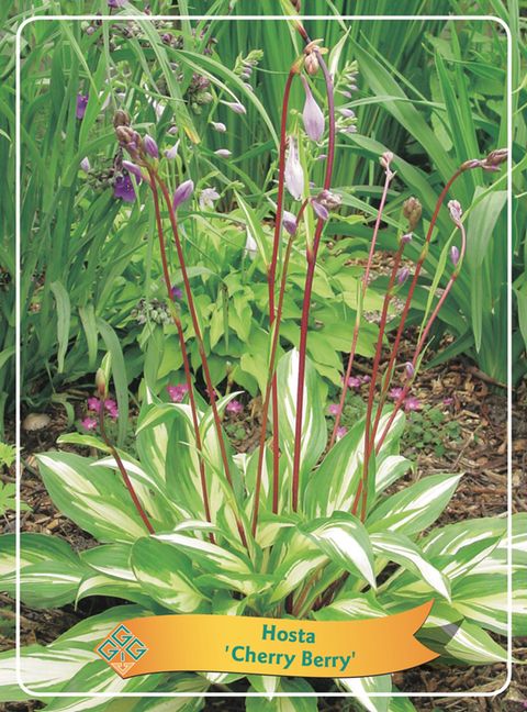 Hosta 'Cherry Berry'