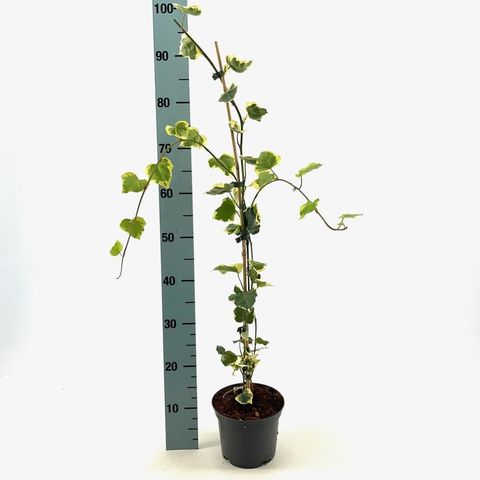 Hedera colchica 'Dentata Variegata'