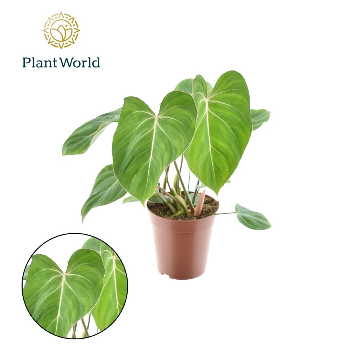 ficus exotica plant Ficus benjamina 'Exotica' – Conservatory Archives