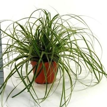 Carex morrowii 'Goldband'
