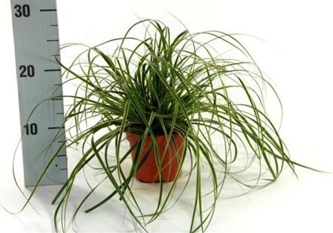 Carex morrowii 'Goldband'