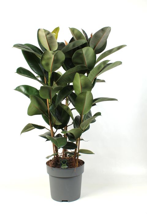 Ficus elastica 'Robusta'
