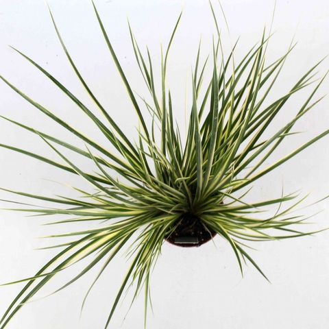 Acorus calamus 'Вариегатус'