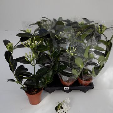 Stephanotis floribunda