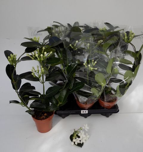 Stephanotis floribunda