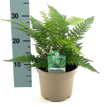Polystichum makinoi
