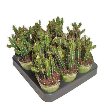 Euphorbia griseola