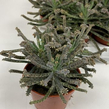 Kalanchoe tubiflora