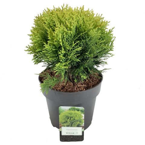 Thuja occidentalis 'Mirjam'