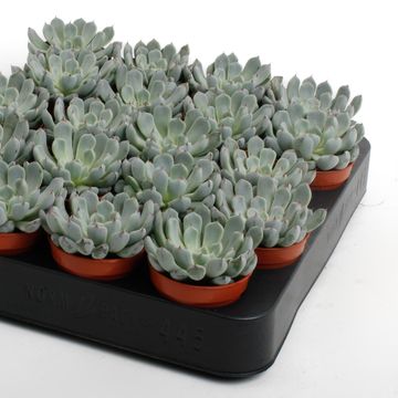 Echeveria derenbergii