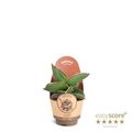 Sansevieria ehrenbergii 'Samurai'
