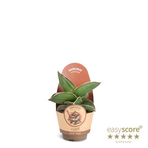 Sansevieria ehrenbergii 'Samurai'