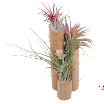 Composizione Tillandsia