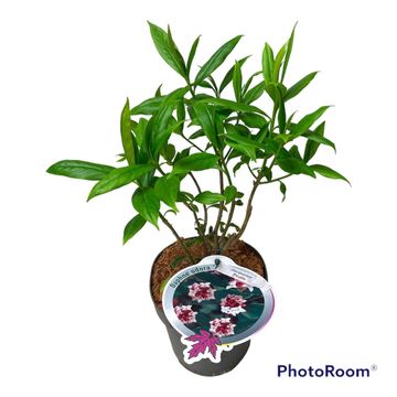 Daphne bholua 'Jacqueline Postill'