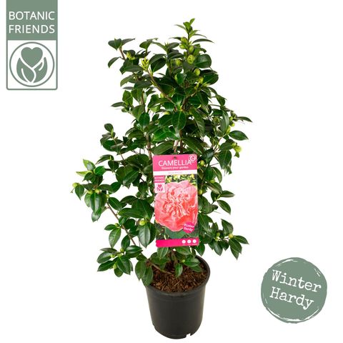 Camellia japonica 'Marie Bracey'