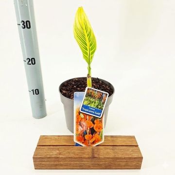 Canna 'Tropicana Gold'