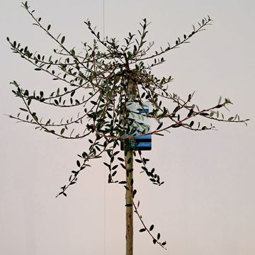 Salix repens 'Voorthuizen'