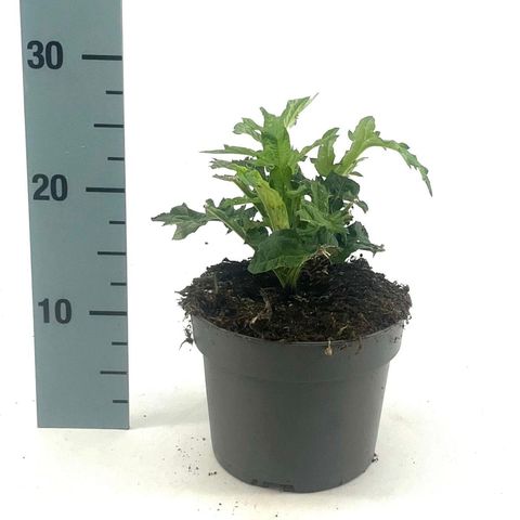 Echinops bannaticus 'Taplow Blue'