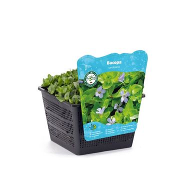 Bacopa caroliniana