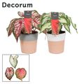 Caladium MIX