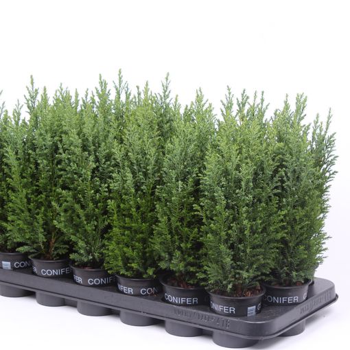 Chamaecyparis lawsoniana 'Ellwoodii' — Plant Wholesale FlorAccess