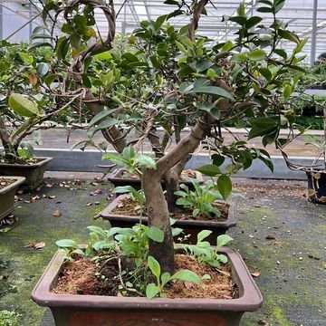 Camellia japonica