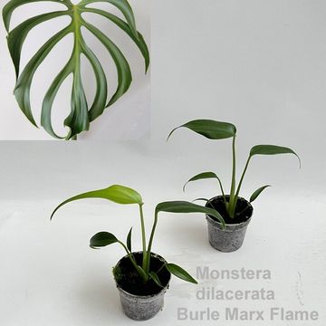 Monstera 'Burle Marx Flame'