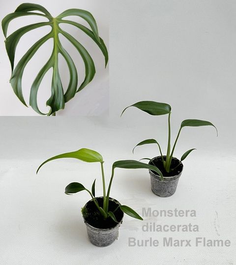 Monstera 'Burle Marx Flame'